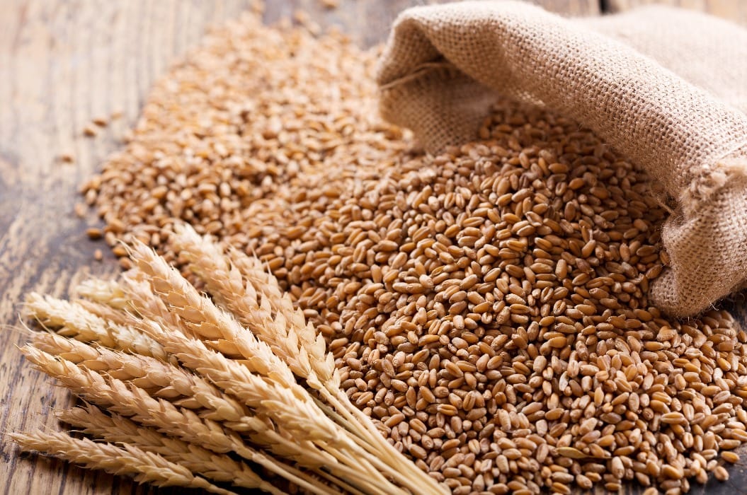 wheat ears and grains